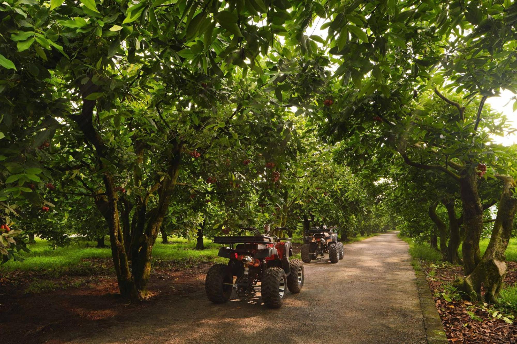 The Westin Desaru Coast Resort Eksteriør billede Chestnut trees in the UK